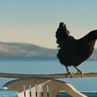 Плакат: КОКОШКА | HEN |