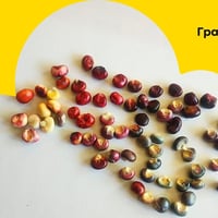 Плакат: Градски Фестивал на семената - Пето издание