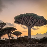 Плакат: Среща със Сокотра – изгубеният рай с Елена Колева