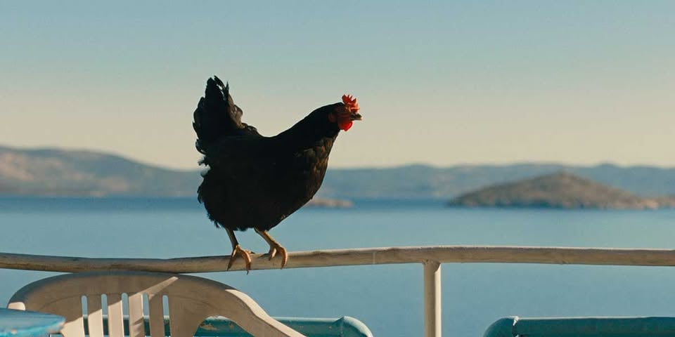 Плакат: КОКОШКА | HEN |