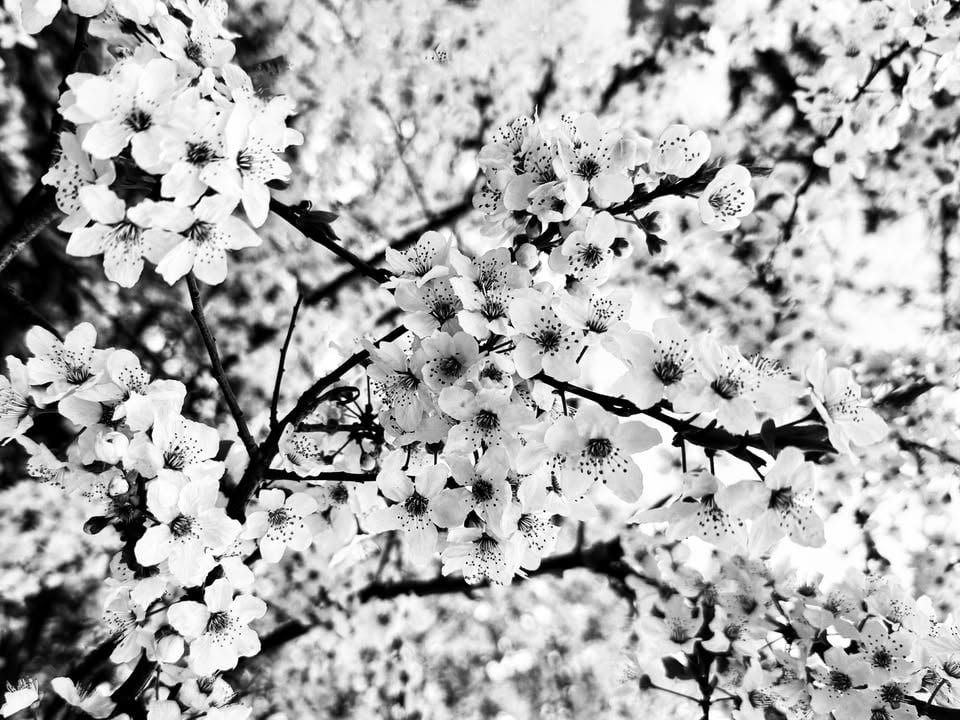 Място: Bar Kubcheto