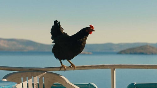 Плакат: Кокошка