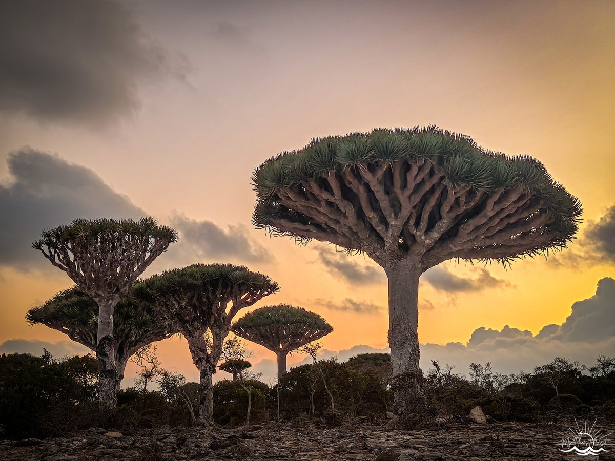 Плакат: Среща със Сокотра – изгубеният рай с Елена Колева